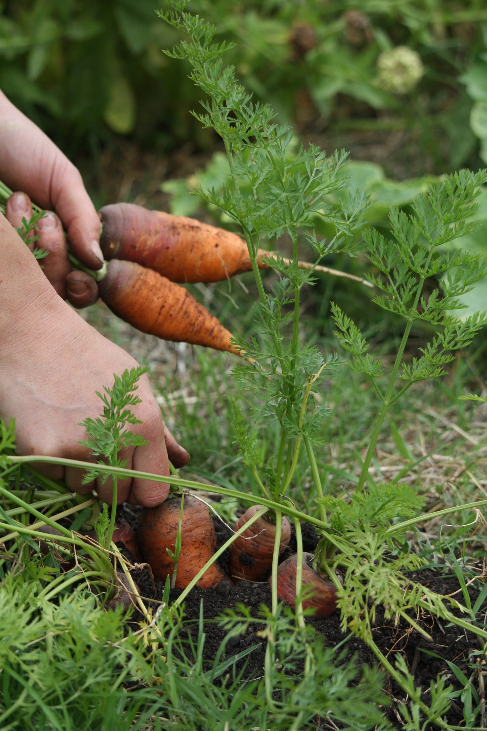 Chef Simone picking carrots
