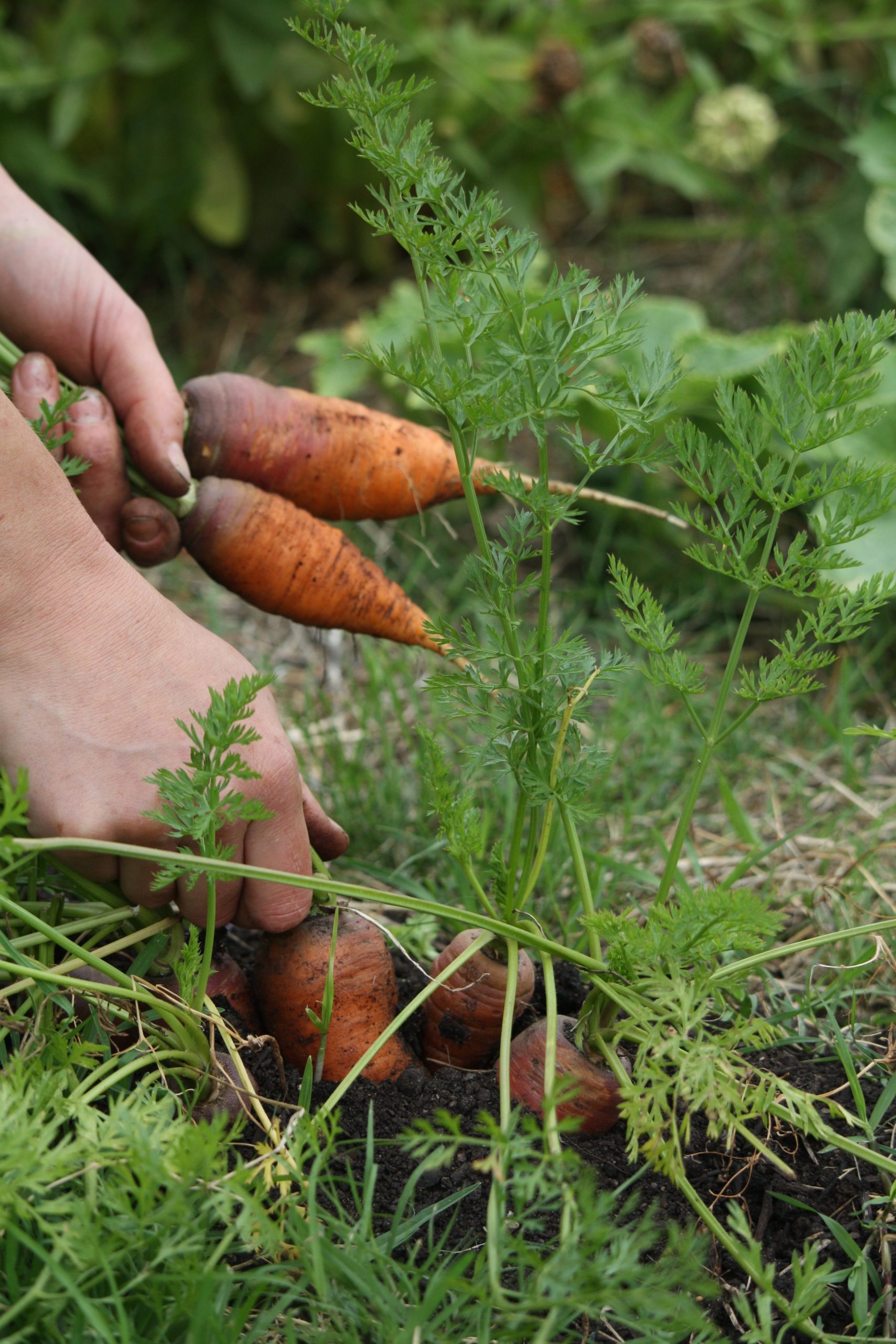 Carrots Chef Simone picking carrots