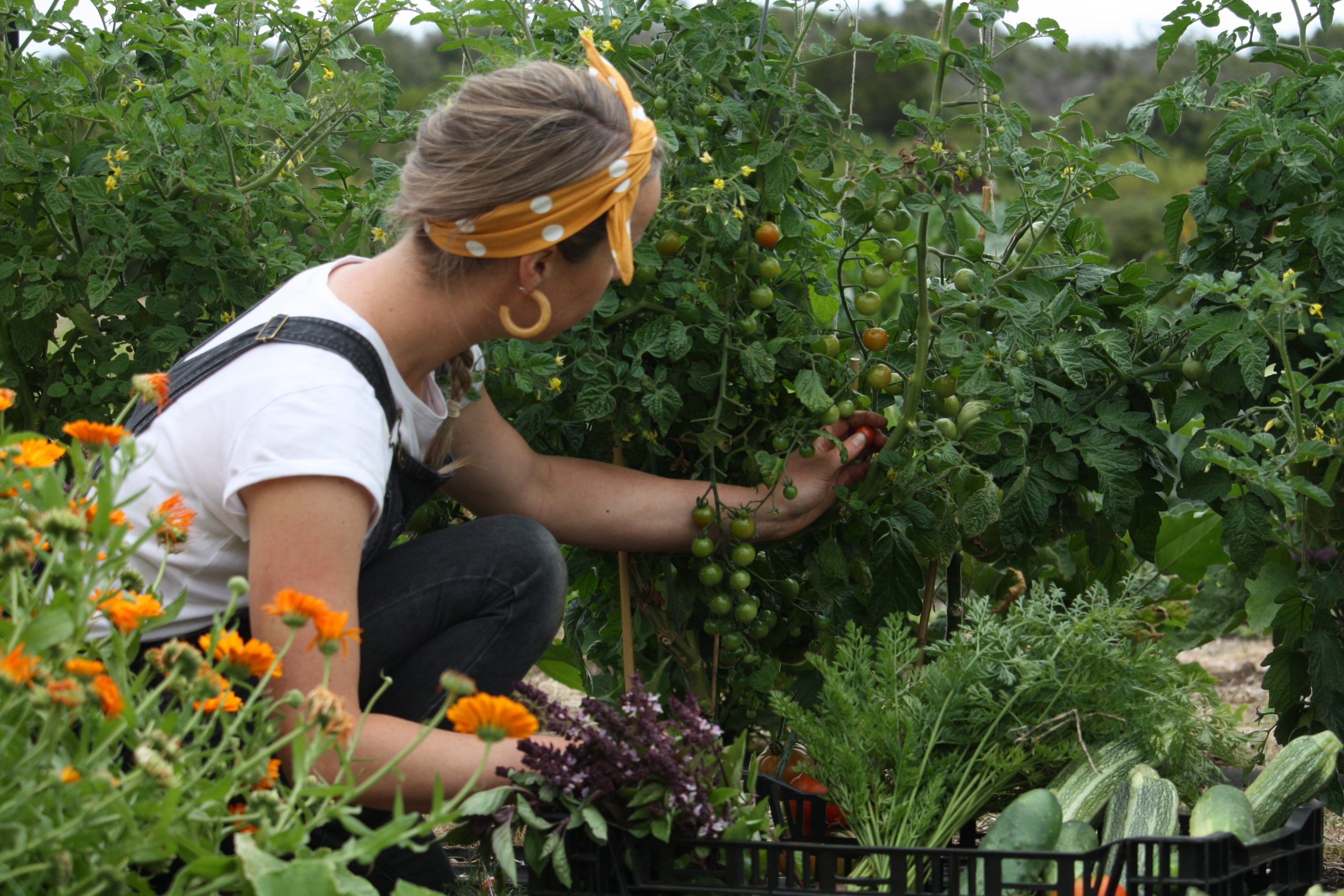 Chef Simone picking tomatoes