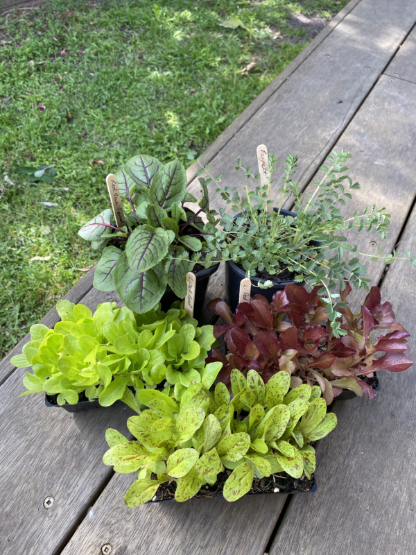 Seasonal Salad Greens Pack from The Potted Fox